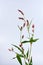 Long-bristled Smartweed Oriental Lady`s-thumb Polygonum caespitosum wild flower isolated on white