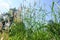 Long broom grass plants, with blue sky background