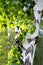 Long brown birch branch with green spring leaves