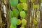 Long brown jasmine branches with green and yellow leaves