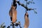 LONG BROWN SEEDPODS ON A THORN TREE
