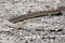 A long bull snake at mammoth springs in a horizontal picture while the snake is crawling on lava rocks hunting mice and frogs