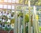 Long cacti with fluffy white needles in the greenhouse