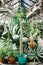 Long cactus in pot, stands in greenhouse, surrounded by succulents. Cactus is giant.