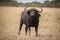 A long cape buffalo known as a general acting aggressively toward us