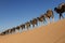 Long caravan of camels dromedary against blue sky, at Erg Chebbi in Merzouga, Morocco