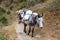 Long caravan of tired laden mules follows the Himalayan path. Nepal, Himalaya