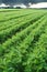 Long carrot field