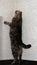 The long cat climbs the wall. Funny cat