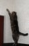 The long cat climbs the wall. Funny cat