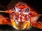 Long-clawed squat lobster, Munida rugosa. Loch Fyne. Diving, Scotland