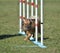 Long Coat Chihuahua at Dog Agility Trial