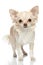 Long coat chihuahua on a white background