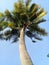 Long coconut tree