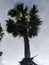 Long coconut tree with big leaves