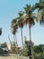 Long coconut trees in the garden blue sky