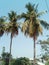 Long coconut trees and leafs in the garden