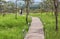 Long concrete curve pathway crossing meadow in topical forest