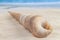 Long cone spiral shape beige and light brown color seashell lying on the sandy beach in centre with sea or ocean waves background