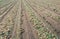 Long converging rows with onions drying in the field