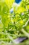 Long Coriander or Culantro flower with blur background. Fresh green Sawtooth coriander flower  plant in nature garden. Eryngium fo