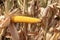 long corn cob in horizontal position