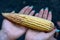 A long corn cob lies on the palms of the hands