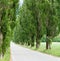 Long country road bordered by large old poplar trees