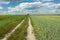 Long country road through green arable fields