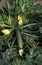 LONG COURGETTE OR ZUCCHINI cucurbita pepo WITH FLOWER, VEGETABLE GARDEN