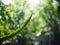 Long creeping plant looks like a type of cactus, DRAGON FRUIT tree, CACTACEAEPLANT