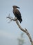 Long-crested Eagle, Lophaetus occipitalis