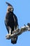 Long-crested Eagle (Lophaetus occipitalis)