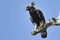 Long-crested eagle (Lophaetus occipitalis)