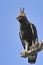 Long-crested eagle (Lophaetus occipitalis)