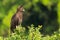 Long-crested Eagle Perched On Acacia