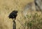 Long-crested eagle perched on a log and bokeh of zebra