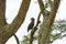 Long Crested Eagle in the Savanna