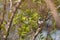 Long-crested Helmet Shrike