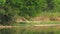 Long crocodile walks along lake beach hunting for bird