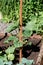 Long cucumbers on a branch in a greenhouse