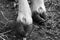 Long curly hoof on white fur goat`s legs greyscale