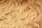 Long curved beige lama fur. View from above. Closeup