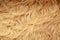 Long curved beige lama fur. View from above. Closeup