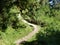 Long and curving hiking trail in the forest of Arusha National Park in Tanzania