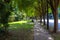 A long curving sidewalk covered with fallen autumn leaves surrounded by green grass and lush green trees