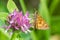 Long Dash Skipper