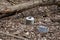 Long decaying waste in nature. Abandoned plastic tanks have long been lying on the ground in the forest