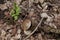 Long decaying waste in nature. An old rusty tin can in the forest lies on dry fallen leaves