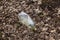 Long decaying waste in nature. A plastic bottle from under the drink has long been lying on the ground in the forest